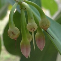 Ardisia willisii Mez